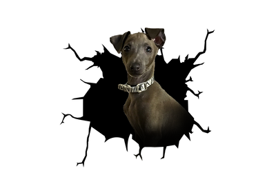 Galgos Crack Car Sticker 1