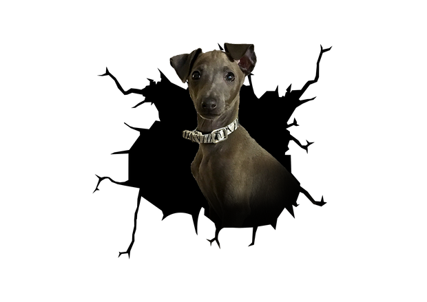 Galgos Crack Car Sticker 1
