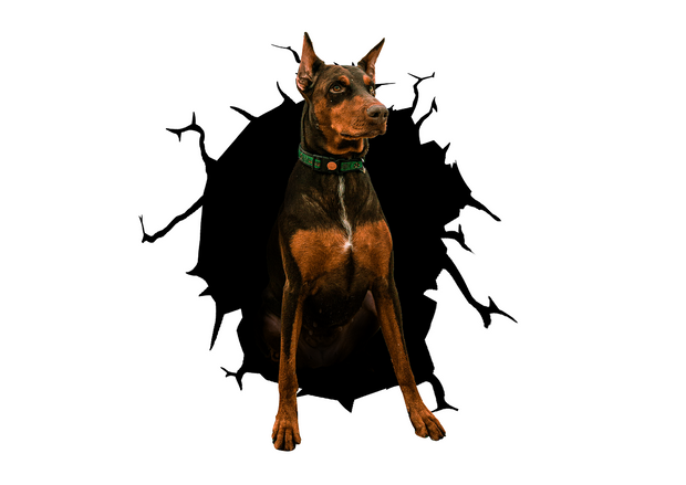 pinscher Cracked Car Sticker 1