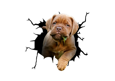 Dogue de Bordeaux Crack Car Sticker 2