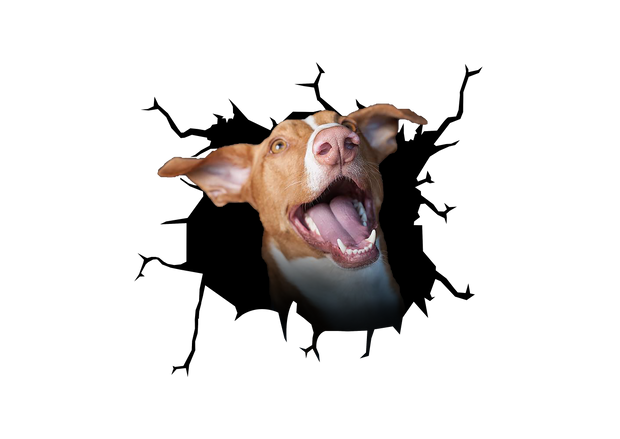 Spanish Greyhound Dog Crack Car Sticker 3