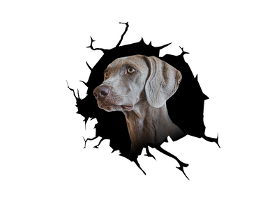 Weimaraner Cracked Car Sticker 3