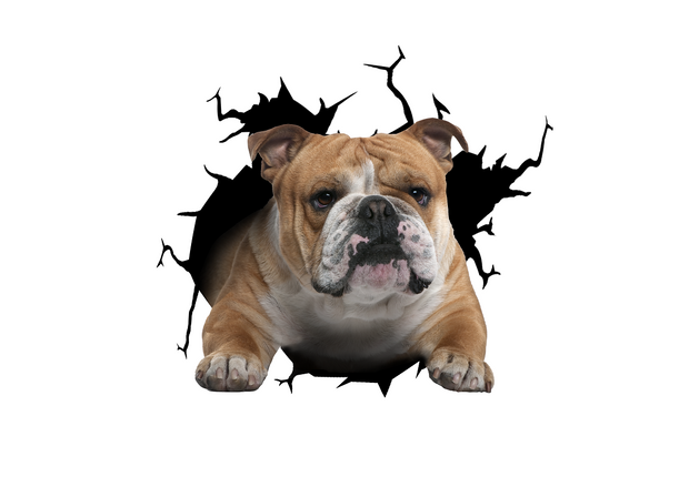 Olde English Bulldogge Cracked Car Sticker 1