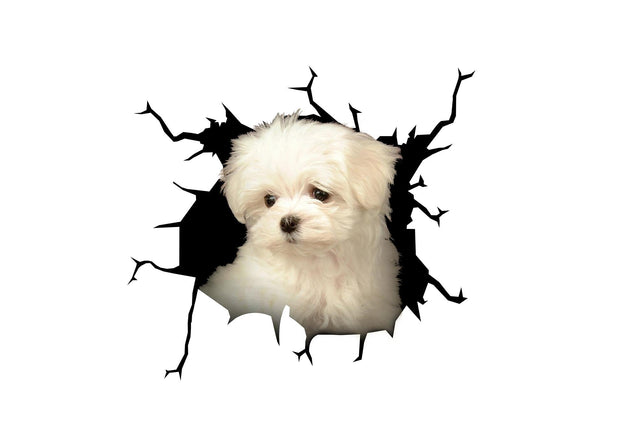 Maltipoo Crack Car Sticker